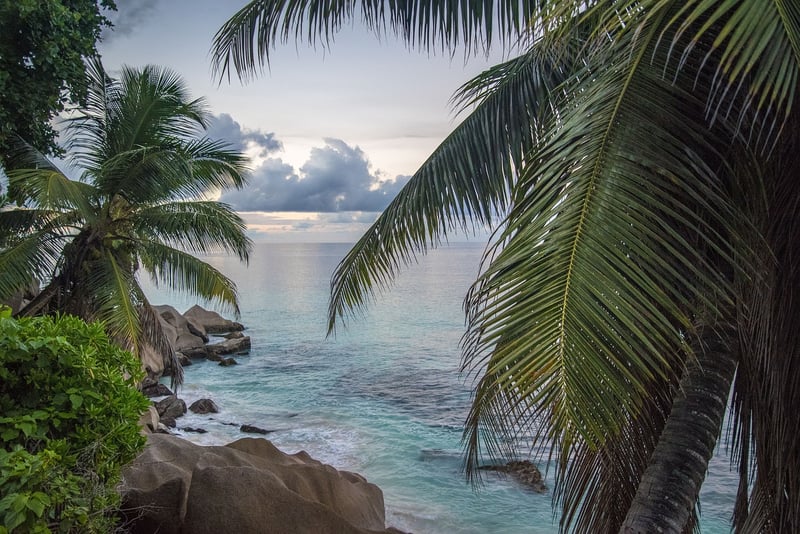 Maldives Palms